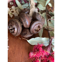 Aussie Nut Seedpod Shaker - Eucalyptus Macro