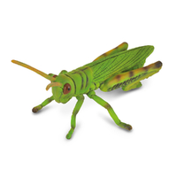 Grasshopper (M)