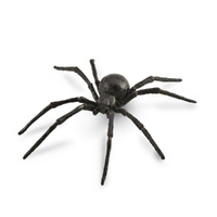 Black Widow Spider