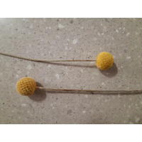 Dried Billy Button Flower Stems