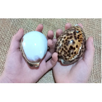 Tiger Cowrie Shell