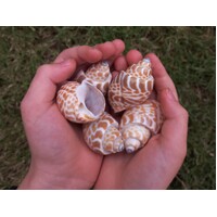 Zeyland Babylonia Shells