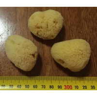 Small Sea Sponge