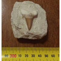 Fossilized Shark Tooth