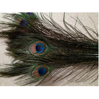 Peacock Eye Tail Feather