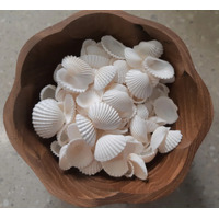 Mini White Cockle Shells - Pack of 50