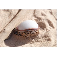 Tiger Cowrie Shell - White Top