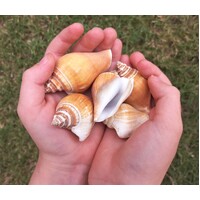 Small Strombus Canarium Shells - 5 Pieces
