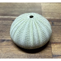 Green Sea Urchin 4-5cm