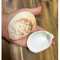 Large Cockle Shell