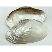 River Shell 18-20cm - Individual