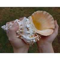 Large Shell 20cm