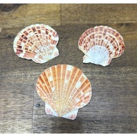 Macarences Shells - 20 pack