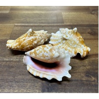 Lacinate Conch Shell