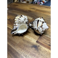 Black Murex Shell (approx 10cm)