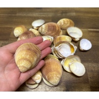 Brown Cockle Shell 250g