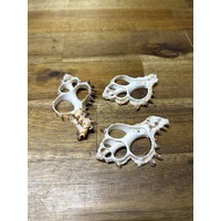 Shell Slice