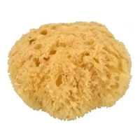 Medium Sea Sponge