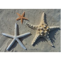 Horned Starfish