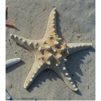 Horned Starfish