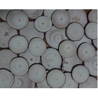 Wood Slices - Individual