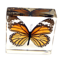 Acrylic Butterfly Specimen - Common Tiger Butterfly