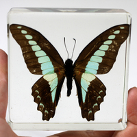 Acrylic Butterfly Specimen - Common Bluebottle Butterfly