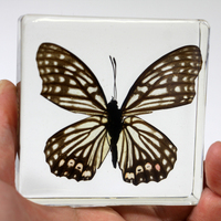 Acrylic Butterfly Specimen - Red Ring Skirt Butterfly