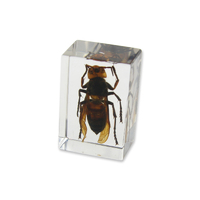 Acrylic Insect Specimen - Polistes Wasp