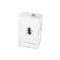 Acrylic Insect Specimen - Honey Bee