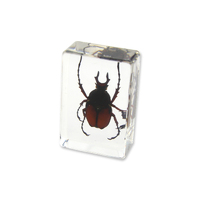 Acrylic Insect Specimen - Antler Horned Beetle