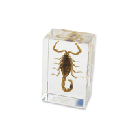 Acrylic Insect Specimen - Gold Scorpion