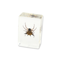 Acrylic Insect Specimen - Spiny Spider