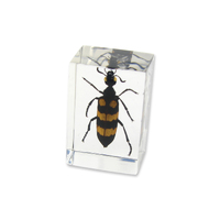 Acrylic Insect Specimen - Blister Beetle