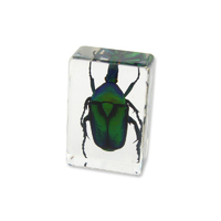 Acrylic Insect Specimen - Green Chafer Beetle 2