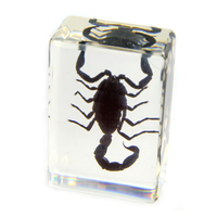 Acrylic Insect Specimen - Black Scorpion
