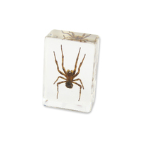 Acrylic Insect Specimen - Spider