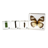 Acrylic Butterfly Life Cycle Set