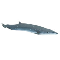 Safari Sea Life - Sei Whale (19.5cm)