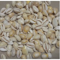 Small Ringed Cowry Shells x 100