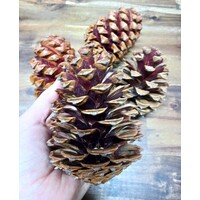 Pine Cone - Individual