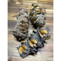 Large Banksia (12-15cm) - Individual