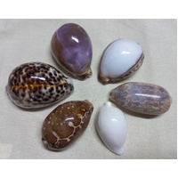 Cowrie Shells - Set of 6